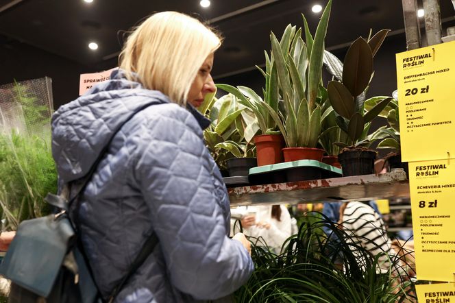 Festiwal roślin odbywa się w Katowicach