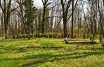 Cmentarz poewangelicki w Osiecznej 