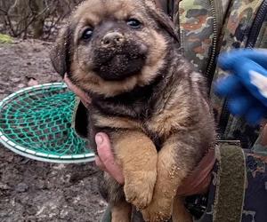 Lubelskie. Szczeniaki uwięzione w lisiej noże. Strażacy kopali w zmarzniętej ziemi przez 3 godziny