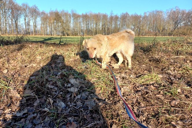 Psy przywiezione z powodzi do schroniska w Henrykowie koło Leszna ciagle czekają na adopcję