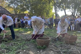 Tradycyjne wykopki w Muzeum Wsi Lubelskiej. Tak kiedyś zbierano ziemniaki