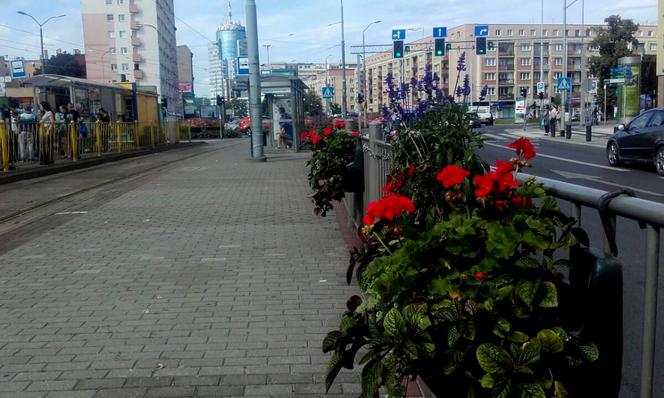Kwiaty przy przystanku w Szczecinie