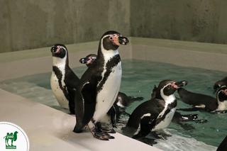 Już są! Pingwiny dotarły do śląskiego ZOO. Kiedy będzie można je zobaczyć?
