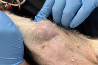 Ania z guzem ściągnięta z frontu