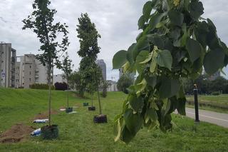 Mieszkańcy Rzeszowa posadzili nowe drzewa. Dadzą cień i zazielenią przestrzeń! 