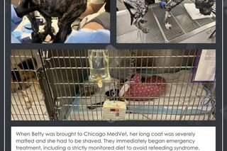 Leczyła ludzi a niemal zabiła swojego psa