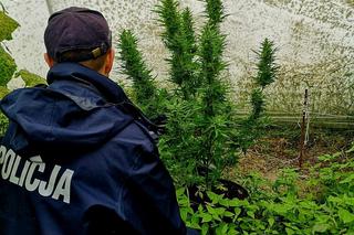 Zlikwidowana uprawa konopi 