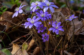 Przylaszczka siedmiogrodzka (Hepatica transsilvanica) 