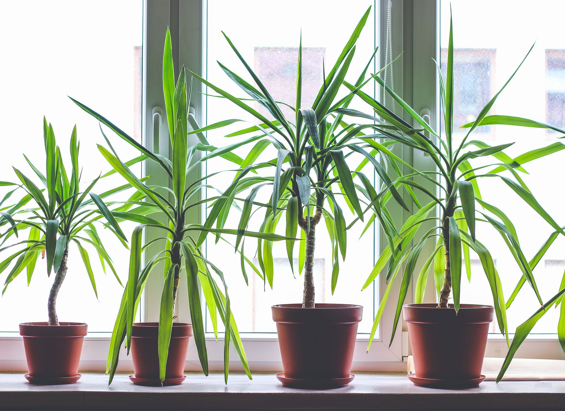 Dracena czy juka? Porwnanie, pielgnacja i werdykt - Urzadzamy.pl