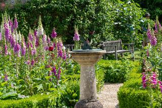 Naparstnica purpurowa