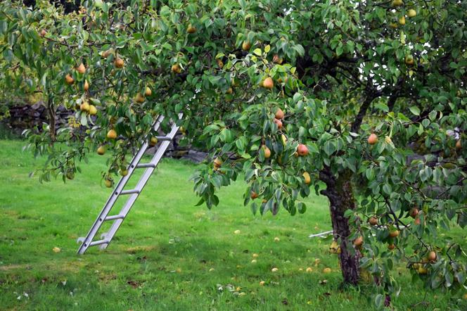 Pomarańczowe plamy na liściach gruszy  [Porada eksperta]