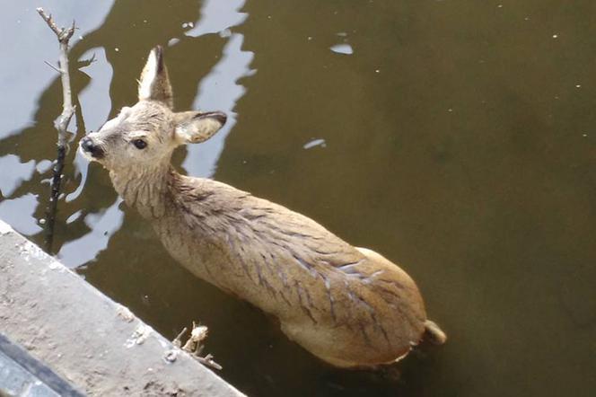 Gdańsk: Sarna wyłowiona z Motławy! Szczęśliwy koniec akcji ratunkowej