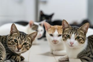 W Grudziądzu trwa zbiórka na rzecz potrzebujących kotów. Jak się można przyłączyć?