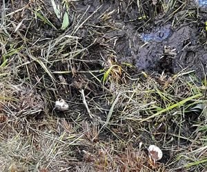 Warszawa, Wesoła. Zniszczone gniazda kaczek