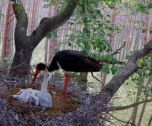 Bocian czarny wyrzucił z gniazda dwa pisklaki