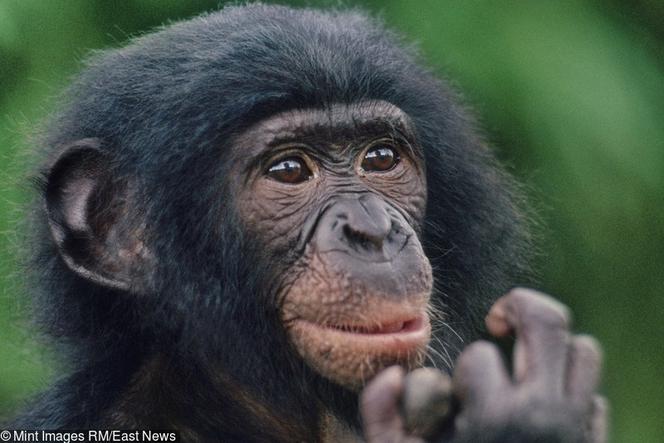 Szympans bonobo