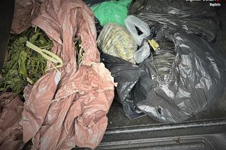 Plantacje konopi w zlikwidowane