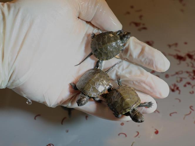 Szczęśliwy los żółwia z piwnicy 