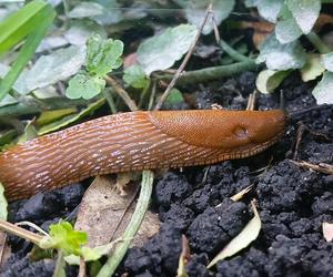 Budzą obrzydzenie i są utrapieniem ogrodników. Ślimaki sieją spustoszenie