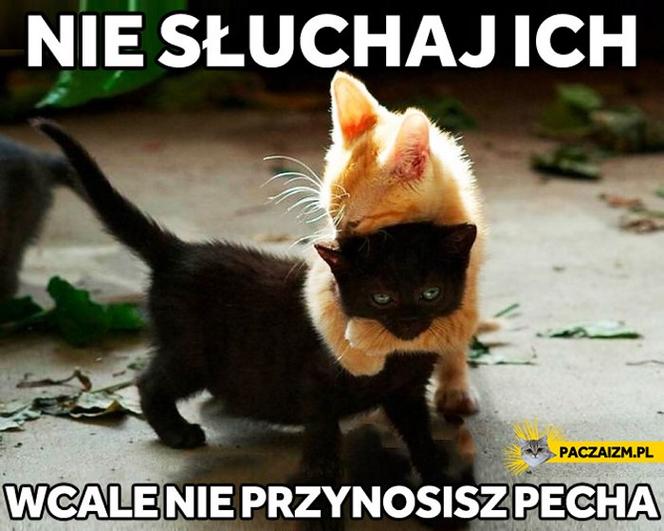 Dzień Kota 2021 - memy