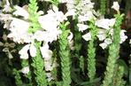 Odętka wirginijska 'Crystal Peak White'