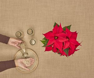 Adwentowa aranżacja z gwiazdą betlejemską