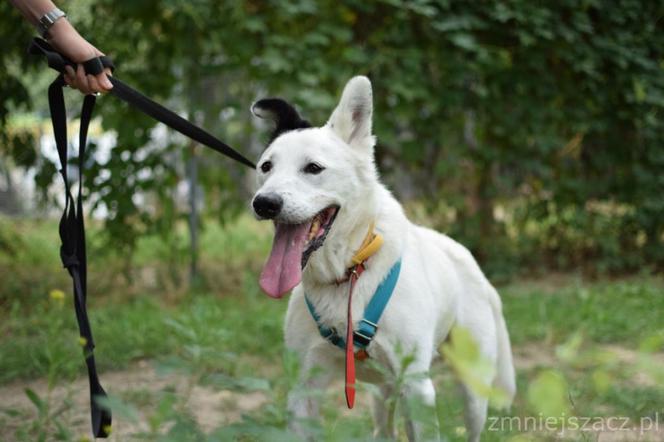 Marley - pies do adopcji