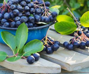 Aronia uprawiana w doniczce na balkonie nie wypuszcza pąków [Porada eksperta]