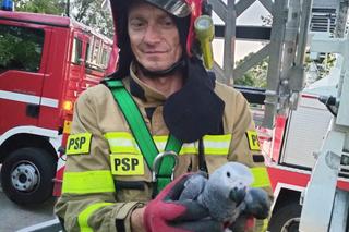 Papug Gustaw na gigancie