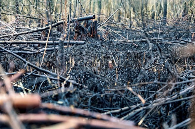 Pożar trzcinowiska nad jeziorem Dargin. Dwóch mężczyzn z zarzutami! Makabra na Mazurach