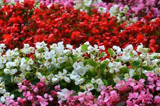 Begonia stale kwitnąca zgodnie z nazwą kwitnie cały sezon! To jedna z najpopularniejszych roślin balkonowych