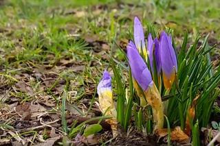 Krokusy zwiastują wiosnę w Szczecinie [WIDEO]