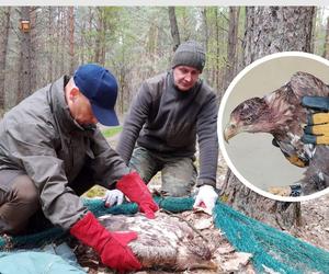 Siedleccy leśnicy uratowali bielika! Ranny ptak leżał w lesie / FOTO GALERIA / 