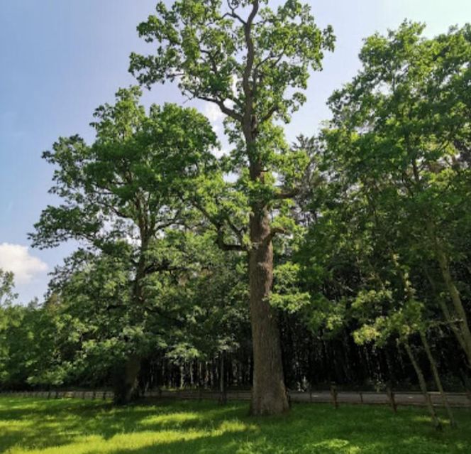 Stara Białowieża na Podlasiu