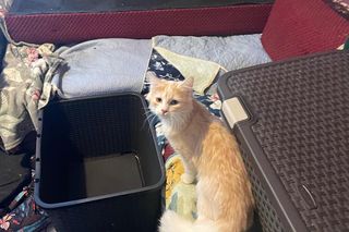 30 kotów w mieszkaniu bez jedzenia i picia