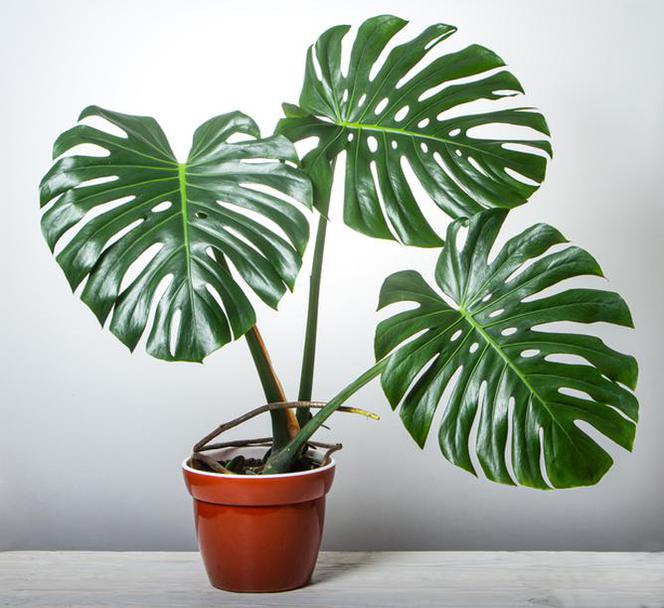 Monstera - żółte liście. To mogą być szkodniki! 