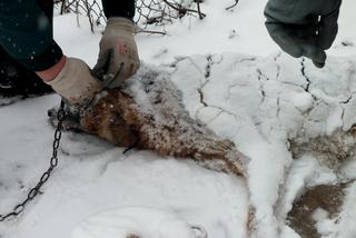 Pies trzymany na łańcuchu zamarzł w centrum Szczecinka.