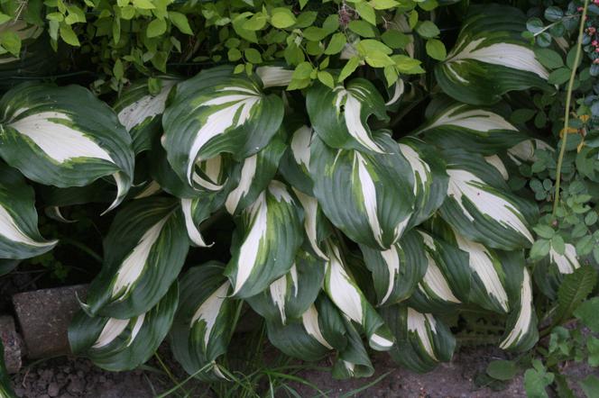 Funkia 'Night Before Christmas' - Hosta hybrida 'Night Before Christmas'