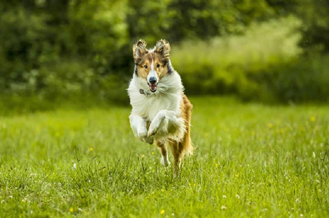 Lassie, wróć!