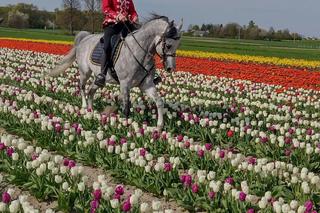 Tulipany w Świętokrzyskiem