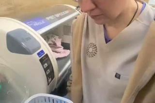  Nietoperzyca Julia będzie hibernować w Lecznicy