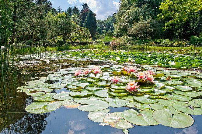 Arboretum w Rogowie