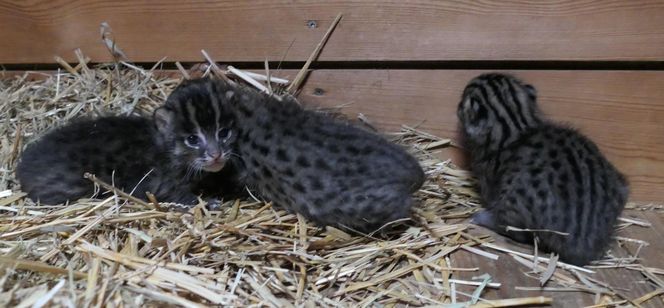 Taraje urodziły się w toruńskim zoo. Fenomen na skalę światową