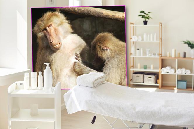 Małpia kosmetyczka pracuje 7 dni w tygodniu. Jedyne takie miejsce w stolicy. „Iskanie relaksuje”