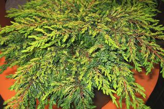 Jałowiec pospolity 'Goldschatz' - Juniperus communis 'Goldschatz'