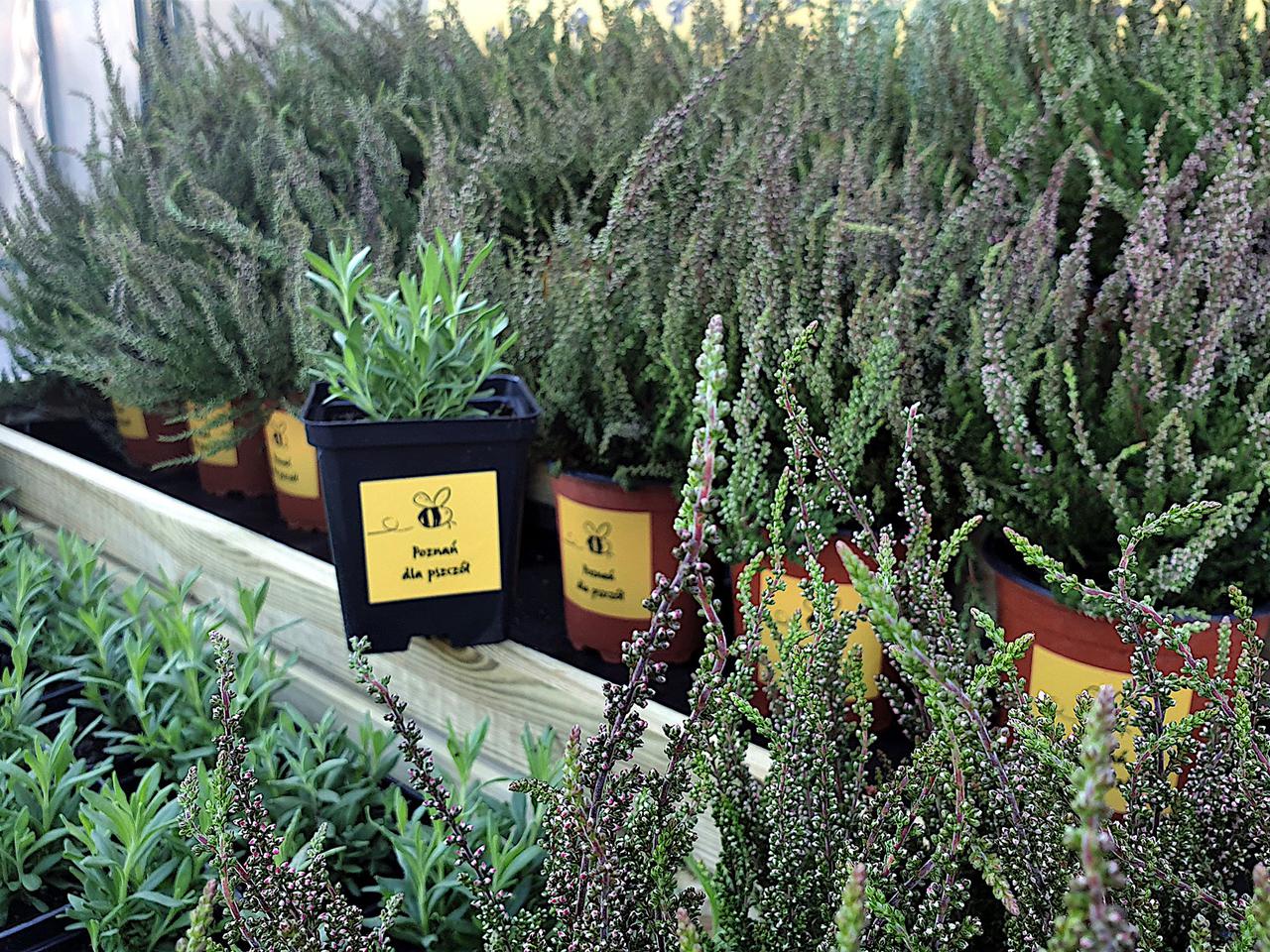 Prezenty dla poznaniaków na przystankach MPK! To z okazji Dnia Pszczół!