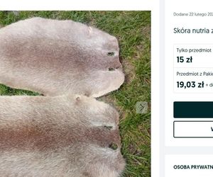 Mięso i skóra z nutrii na portalach sprzedażowych? Fundacja Pet Patrol grzmi: każde ogłoszenie jest nielegalne!