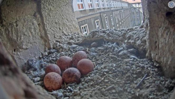 W gnieździe sokołów złożonych zostało 6 jaj