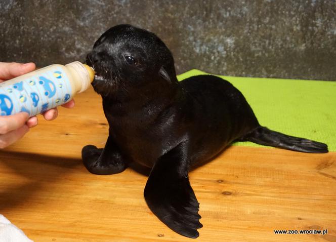 We Wrocławskim zoo urodziły się nowe kotiki