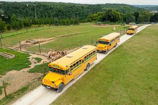 Zubry w JuraParku w Bałtowie